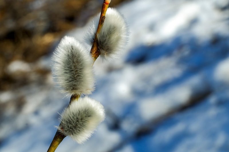 Mystic Willows