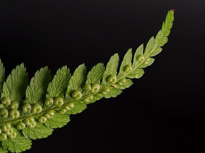 Sparkling Starlight Fern