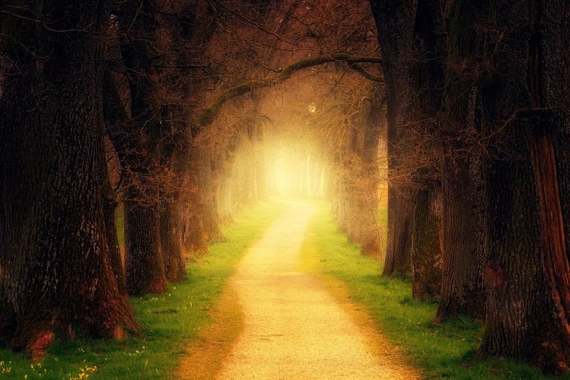 Whimsical Woodland Trail