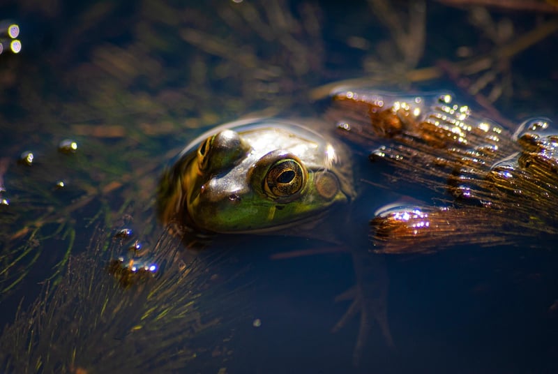 Wetland