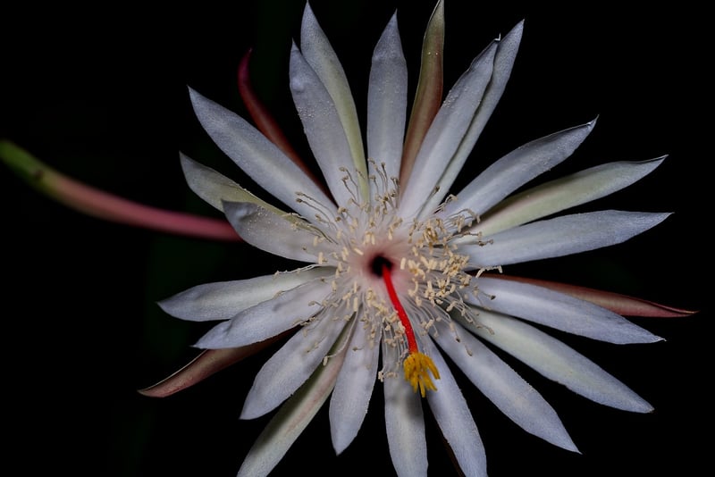 Enchanted Moonflower