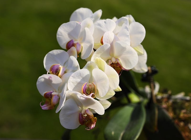 Mystical Mirage Orchid