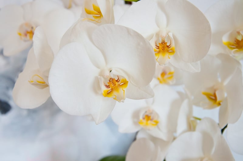 Orchid